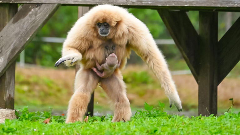 GALLERY: Rare ape born at Lion Country Safari, first in decades