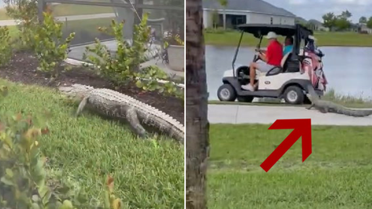 alligator lunges at couple riding golf cart in florida