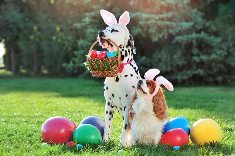 8 Creative Ideas To Plan An Eggs-citing Easter Egg Hunt For Dogs