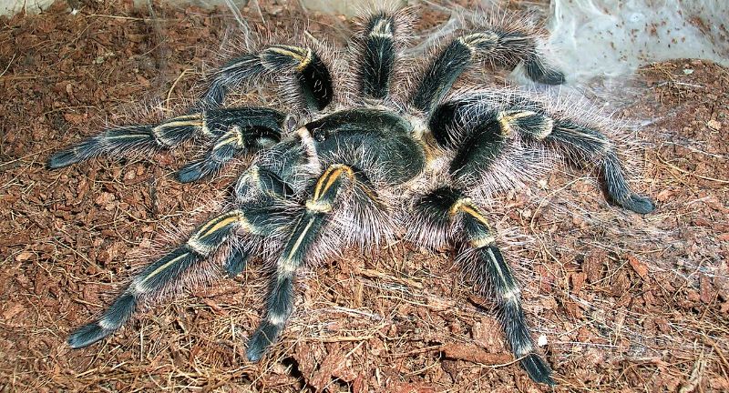 <p>The Chaco Golden Knee, named for its distinctive golden stripes on its knees, is a species that can reach a leg span of up to 8 inches. This tarantula is native to the grasslands of Argentina and Paraguay and is known for its burrowing behavior. It is a docile species, making it a popular choice among tarantula keepers. The Chaco Golden Knee is also known for its longevity, with some individuals living up to 20 years in captivity.</p>
