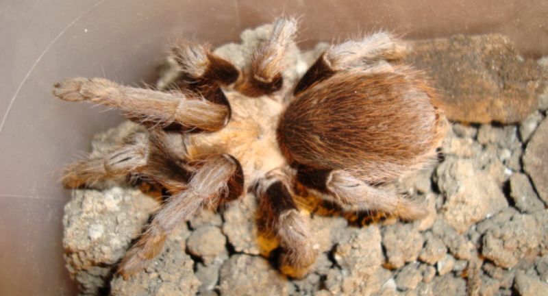 <p>The Texas Brown Tarantula, known scientifically as Aphonopelma hentzi, is a common sight in the southern United States. With a leg span that can reach up to 6 inches, it is one of the larger spider species in North America. This tarantula is a ground dweller, often found in open areas where it hunts small insects and arthropods. It is known for its docile nature, making it a popular choice among tarantula enthusiasts as a pet.</p>