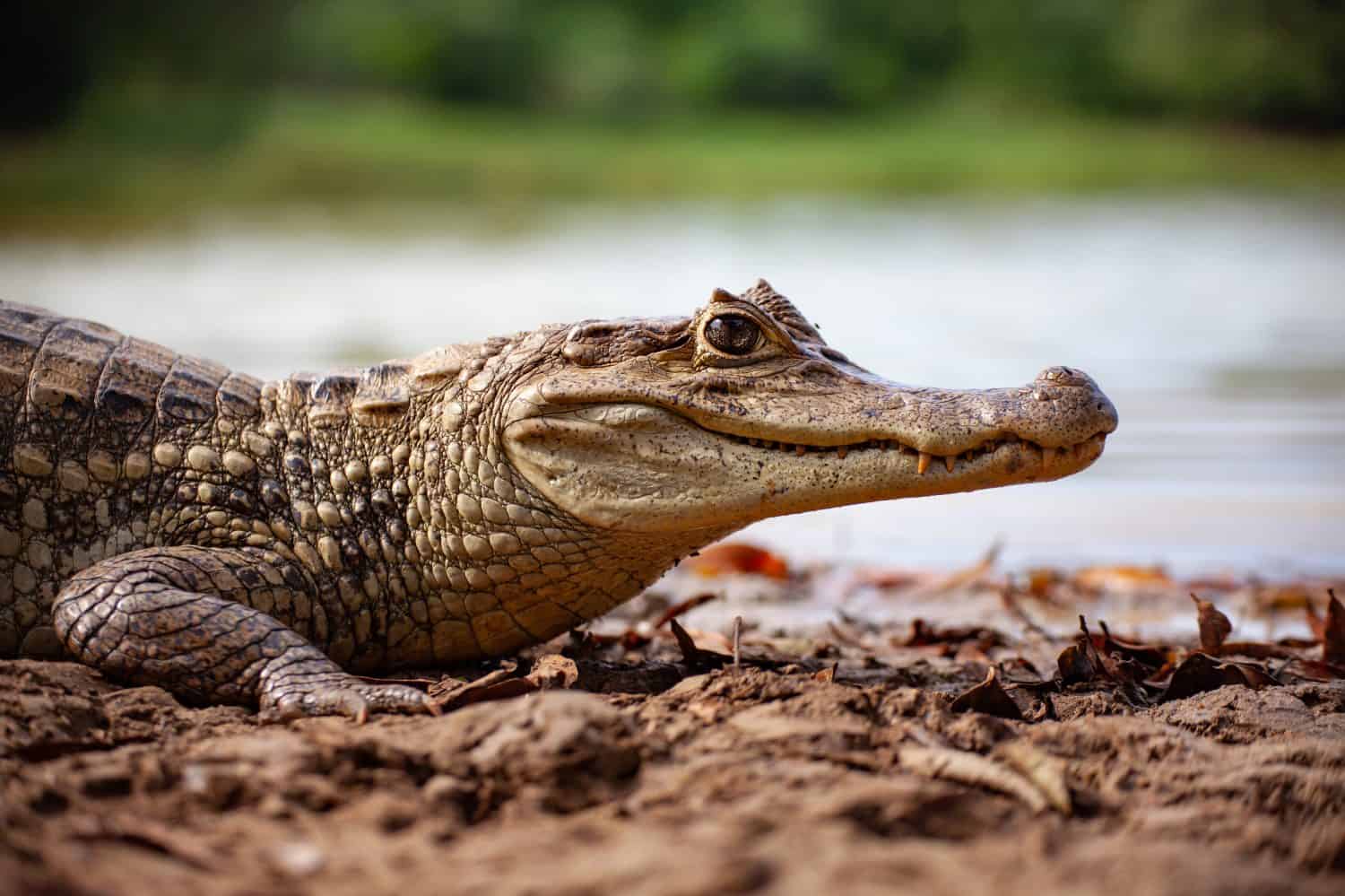 These Are 10 Amazing and Strange Crocodile Facts