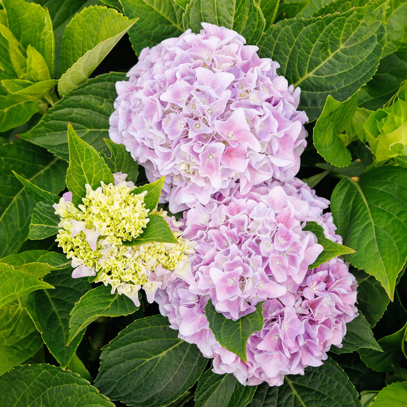 Cool New Shrubs To Grow in Your Yard