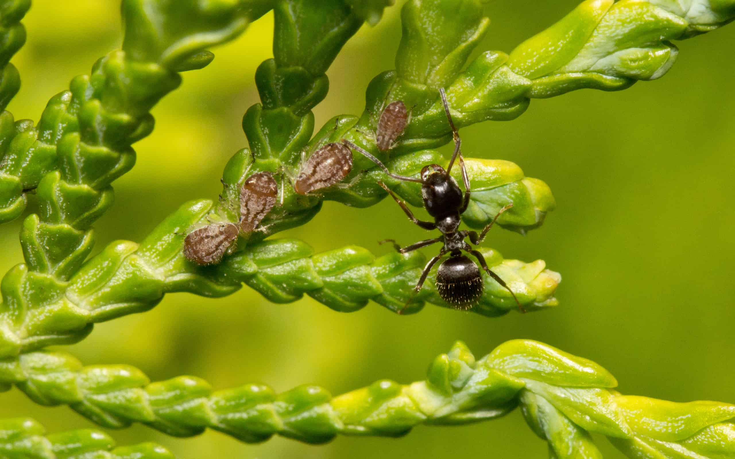 9 Best Kinds of Ants for Beginner Ant Farms