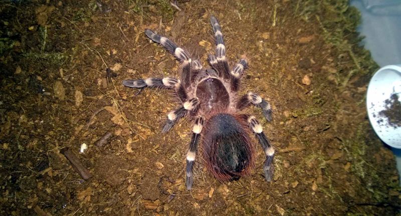 <p>The African Giant Black and White Tarantula, also known as Citharischius crawshayi, can reach a leg span of about 7.5 inches. Its striking black and white pattern makes it one of the more visually distinctive tarantulas. Native to the forests of Central Africa, it is a burrowing species that prefers to stay hidden beneath the ground. This spider is sought after by collectors and enthusiasts for its size and unique appearance, though it requires careful handling due to its defensive nature.</p>
