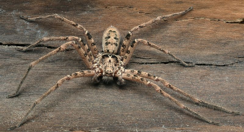 <p>Huntsman Spiders are known for their impressive size and incredible speed. With a leg span that can exceed 12 inches, they are among the largest spiders globally. These spiders are found in warm climates across the world, including Australia, Asia, and Africa. They prefer to live in natural crevices and are nocturnal hunters that do not build webs.</p>