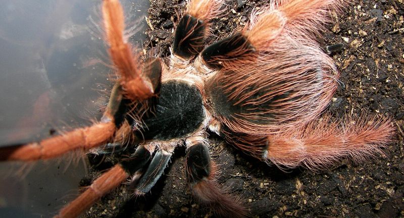 <p>The Colombian Giant Tarantula boasts a leg span of up to 8 inches and is adorned with vibrant coloration. This species is a native of Colombia and is often sought after by tarantula enthusiasts for its beauty. It is known to be a burrower, preferring to wait for its prey rather than hunt openly. Though it may appear intimidating, it poses little threat to humans and is more likely to flee than attack.</p>