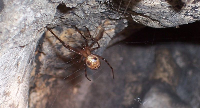 <p>The European Cave Spider, with its significant leg span reaching up to 4 inches, is a master of the dark, damp habitats it prefers, such as caves and mines. This species constructs large, intricate orb webs to ensnare its prey, playing a vital role in controlling insect populations within these secluded environments. Despite its hidden lifestyle, the European Cave Spider is an important contributor to the ecological balance, demonstrating the diversity of life that thrives in the shadows. Their presence underscores the need to protect even the most remote habitats, preserving the intricate web of life that exists beneath our feet.</p>