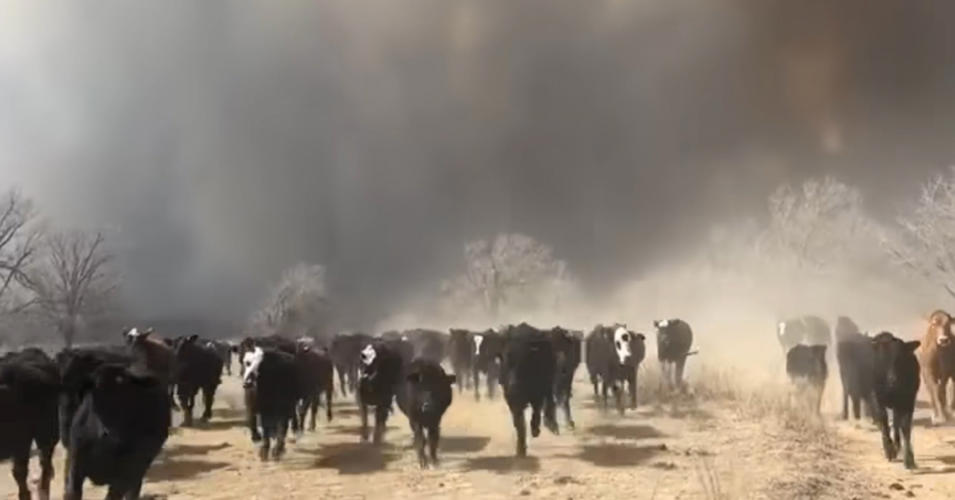 Federal Legislation Aims to Help Ranchers After Texas Wildfires