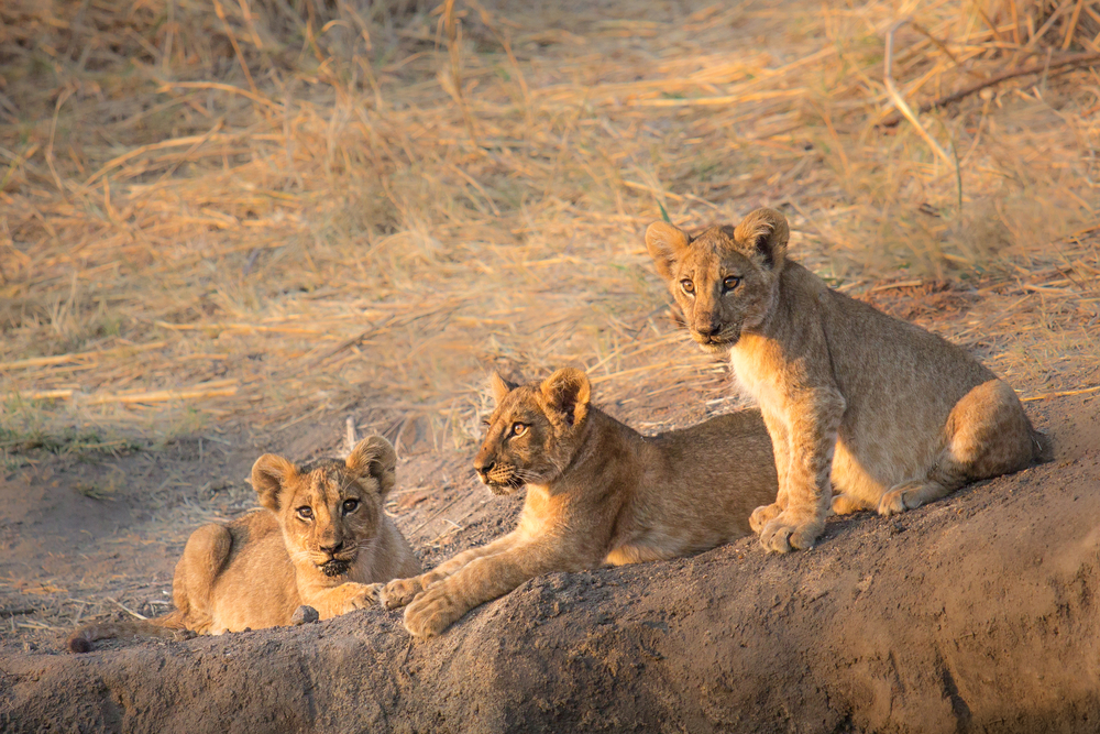 <p>This safari lodge is also one of the best places to see lions—<strong>10% of all the lions in Africa </strong>call this area home. </p>  <p>Guests can also see leopards and pangolin before heading back to the comforts of their private viewing deck and the lodges infinity pool.</p>
