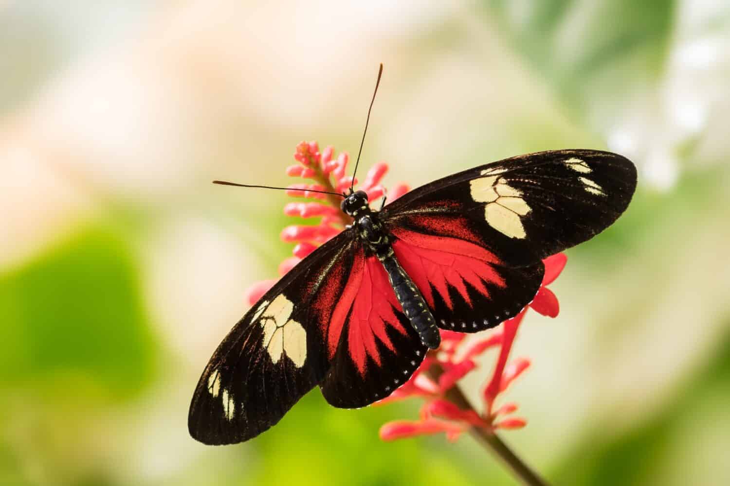 Подарилий фото бабочки These Are the Most Beautiful Moths in the World