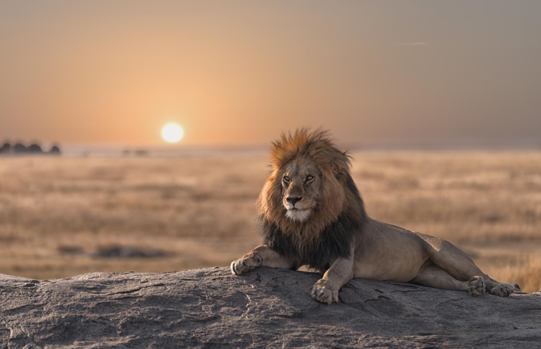 <p>From walking with lions in Kenya’s Maasai Mara to searching for polar bears in the fjords of East Greenland and swimming with manatees in Florida, observing animals in their natural habitat can be one of the most exhilarating experiences around.</p>  <p><strong>Click or scroll through the gallery to discover the world's most incredible wildlife trips for your bucket list...</strong></p>
