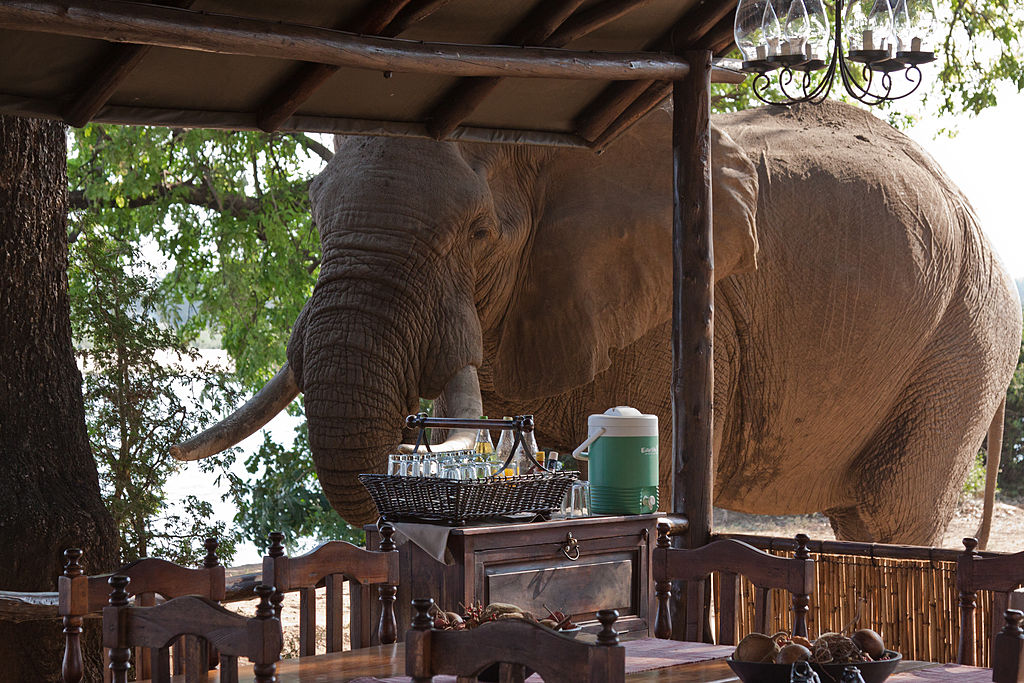 <p>Located on a private concession right next to the Zambezi River, <strong>Lolebezi has set the standard for luxury</strong> in Zambia’s wilderness. </p>  <p>The private suites here feature green, earthy themes and there are two family villas for those traveling with a larger group.</p>