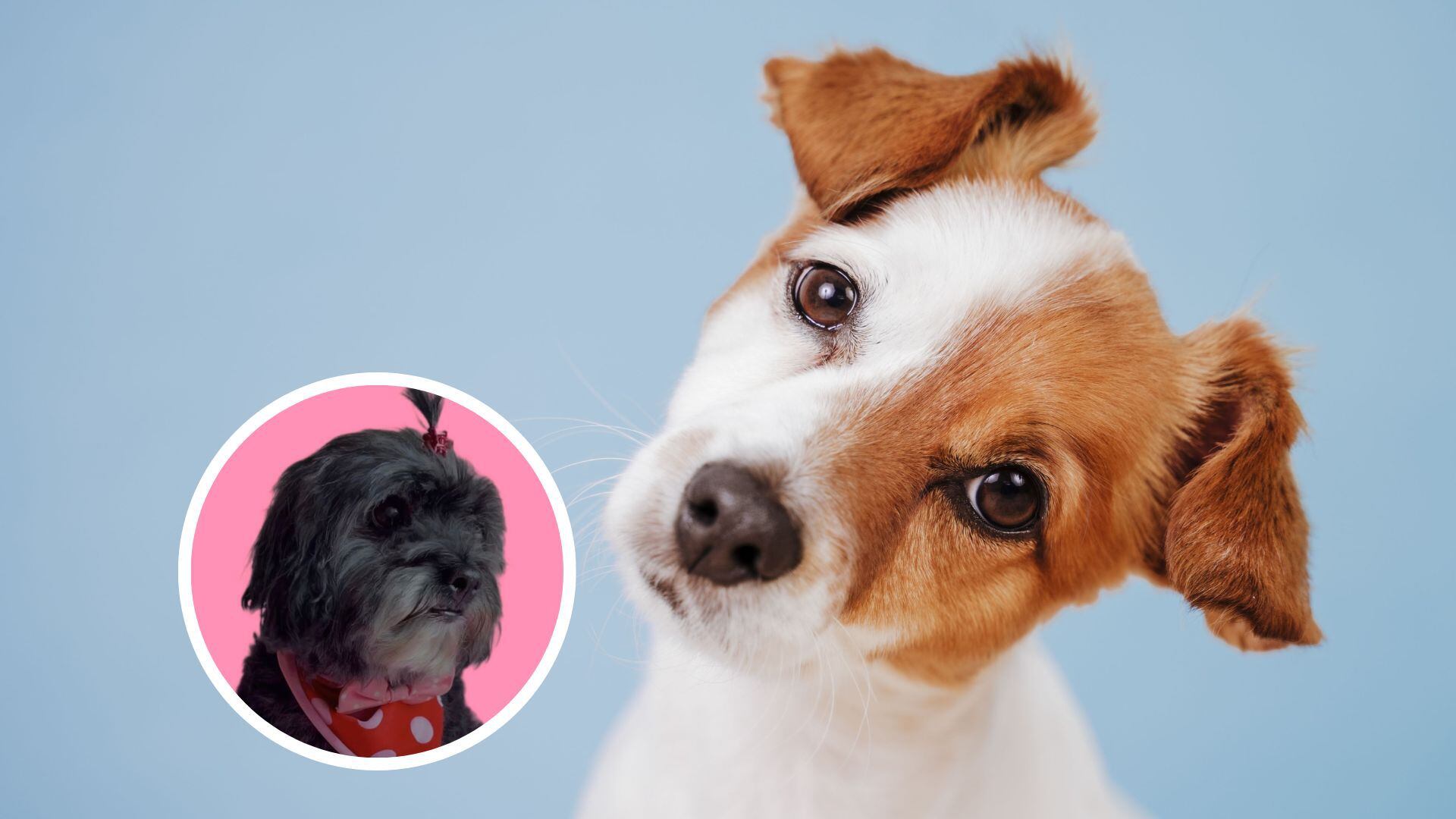¿qué significa la inclinación de la cabeza de los perros?