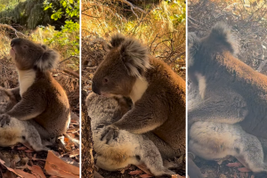 video de koala ‘llorando’ la muerte de su compañera estremece las redes sociales