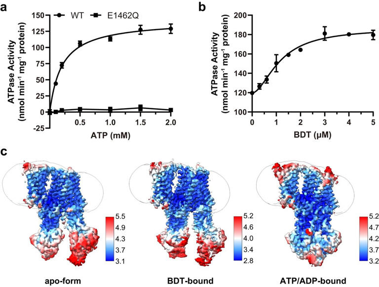 Molecular mechanism of transmembrane bilirubin transport by human ABCC2 ...