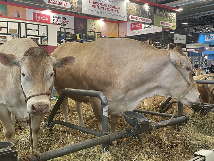 paris'te geleneksel tarım fuarında 990 kilogramlık inek 17 bin avrodan alıcı buldu