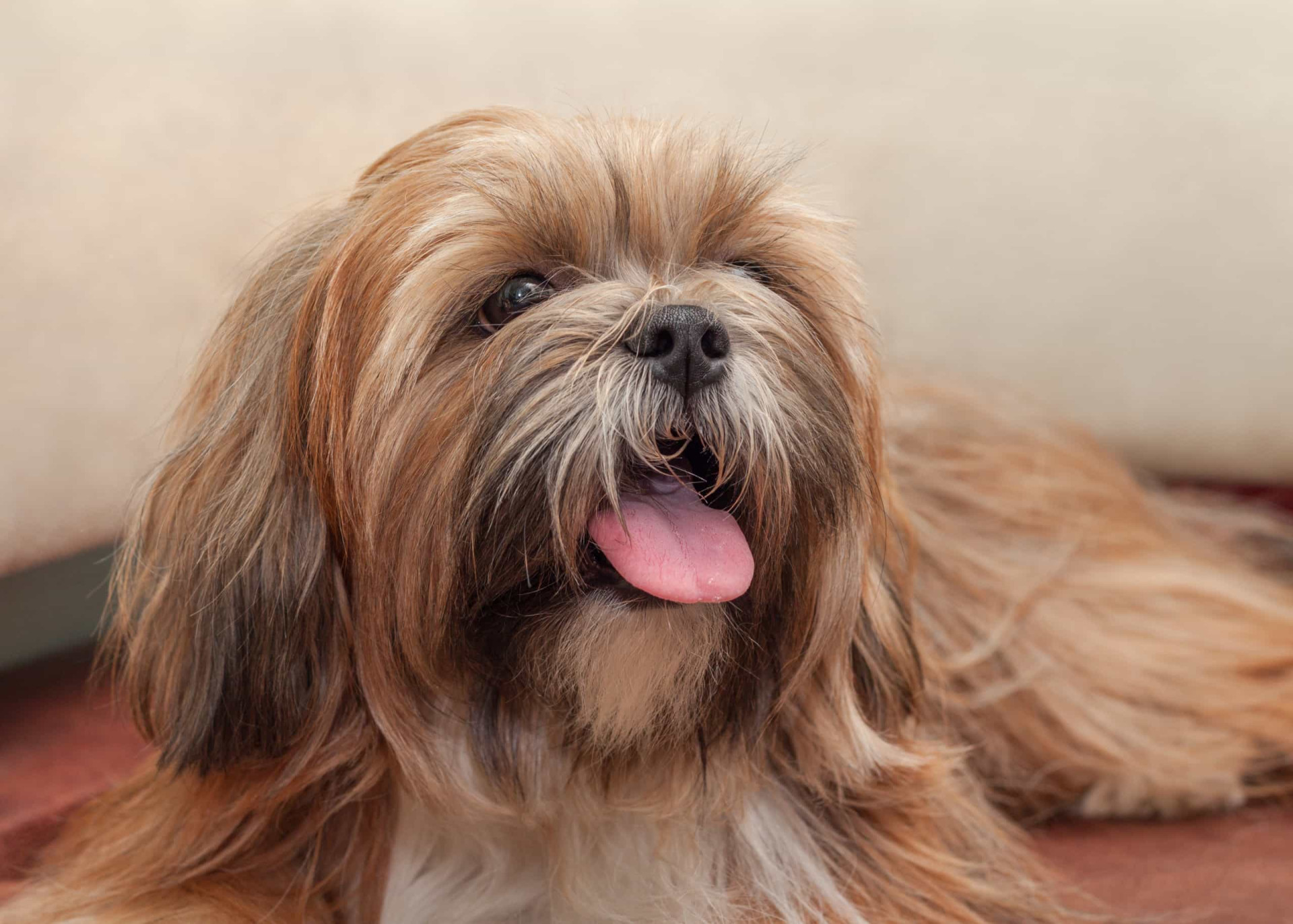 Common health problems for popular dog breeds