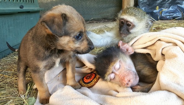monos huérfanos y cachorritos rescatados se hacen compañía cuando más lo necesitan