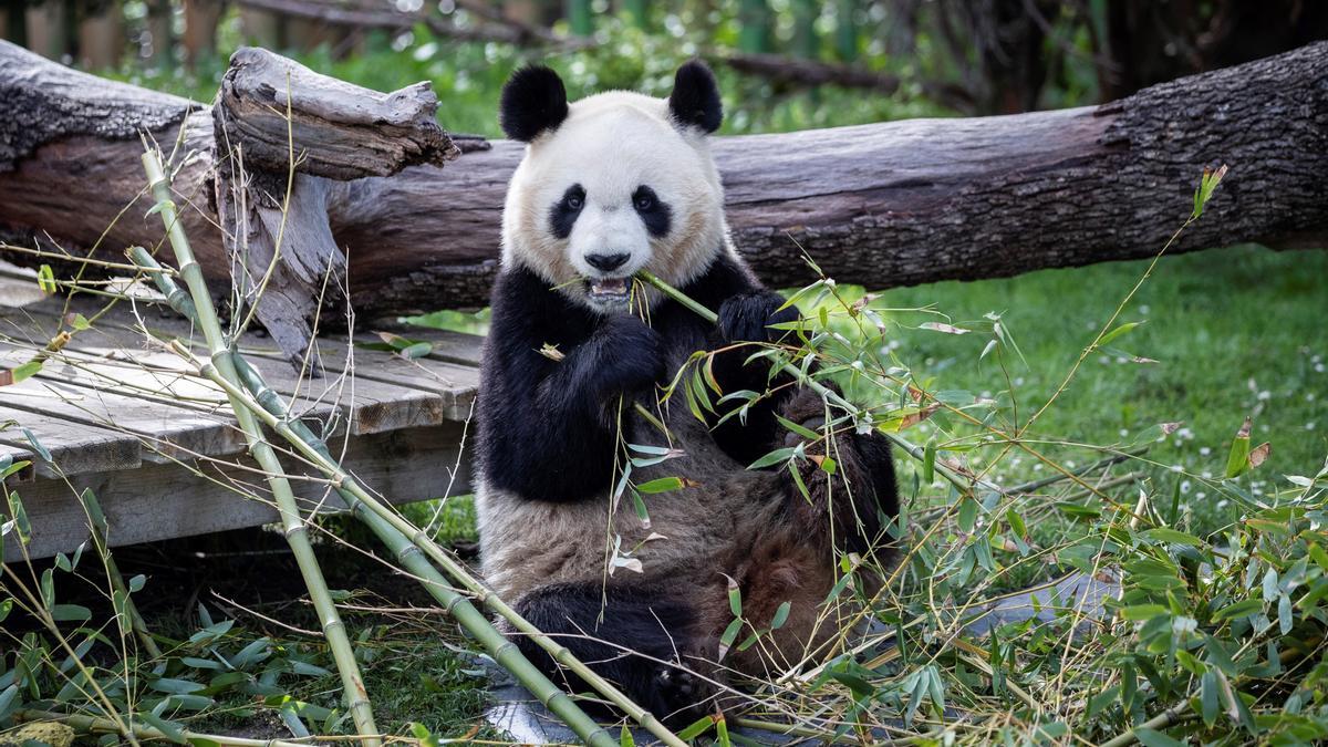 adiós a los cinco osos panda del zoo de madrid