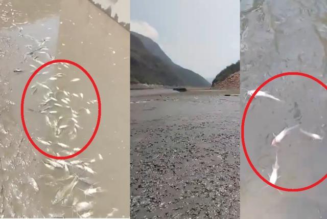 impactante video de mortandad de peces en río sogamoso: lanzan sos tras la afectación