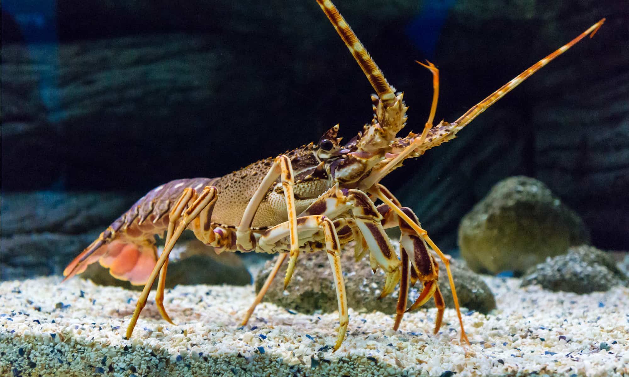 Amazing Lobster Facts