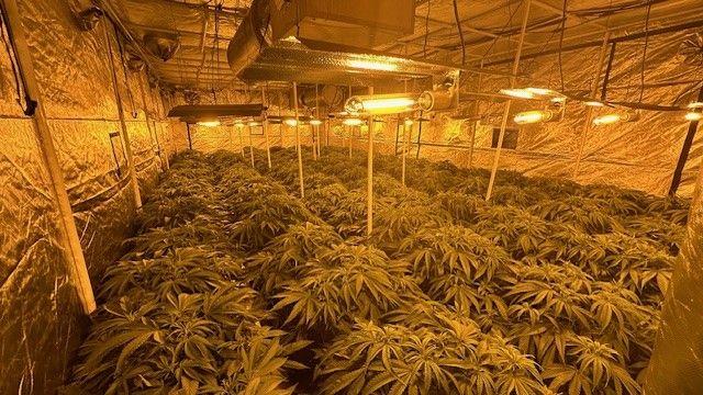 cannabis plants worth £200k found in empty building