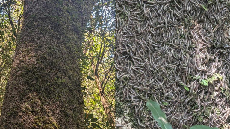 有網友在新竹登山時，意外發現上萬隻馬陸佈滿地面與樹幹。（圖／翻攝自「肉腳登山隊」臉書）