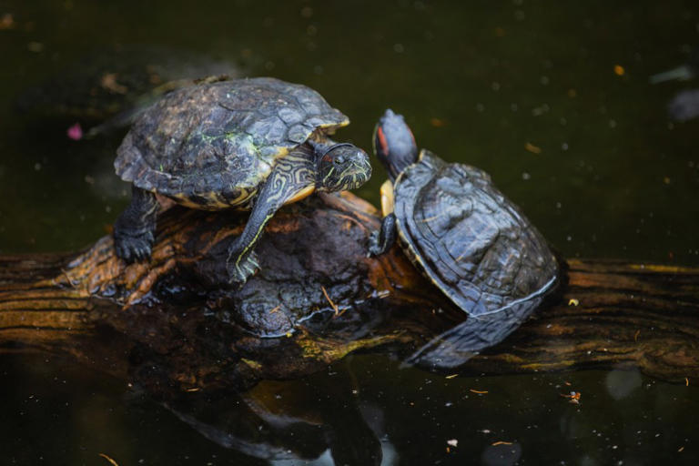 Florida man pleads guilty to smuggling thousands of turtles overseas