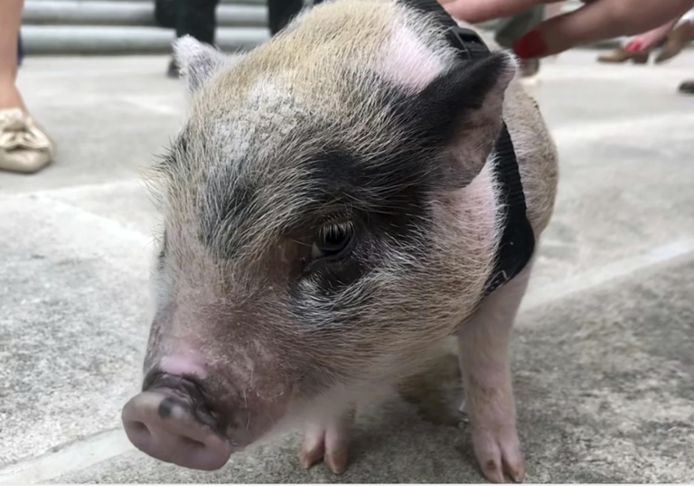 National Pig Day Piglet used as 'football' in game of catch finds