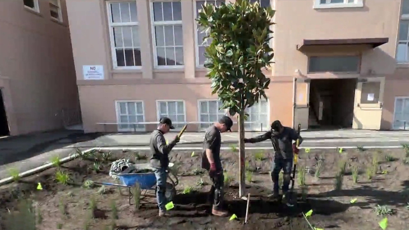 San Francisco Schoolyard Gardens Planted To Harvest Rain Runoff