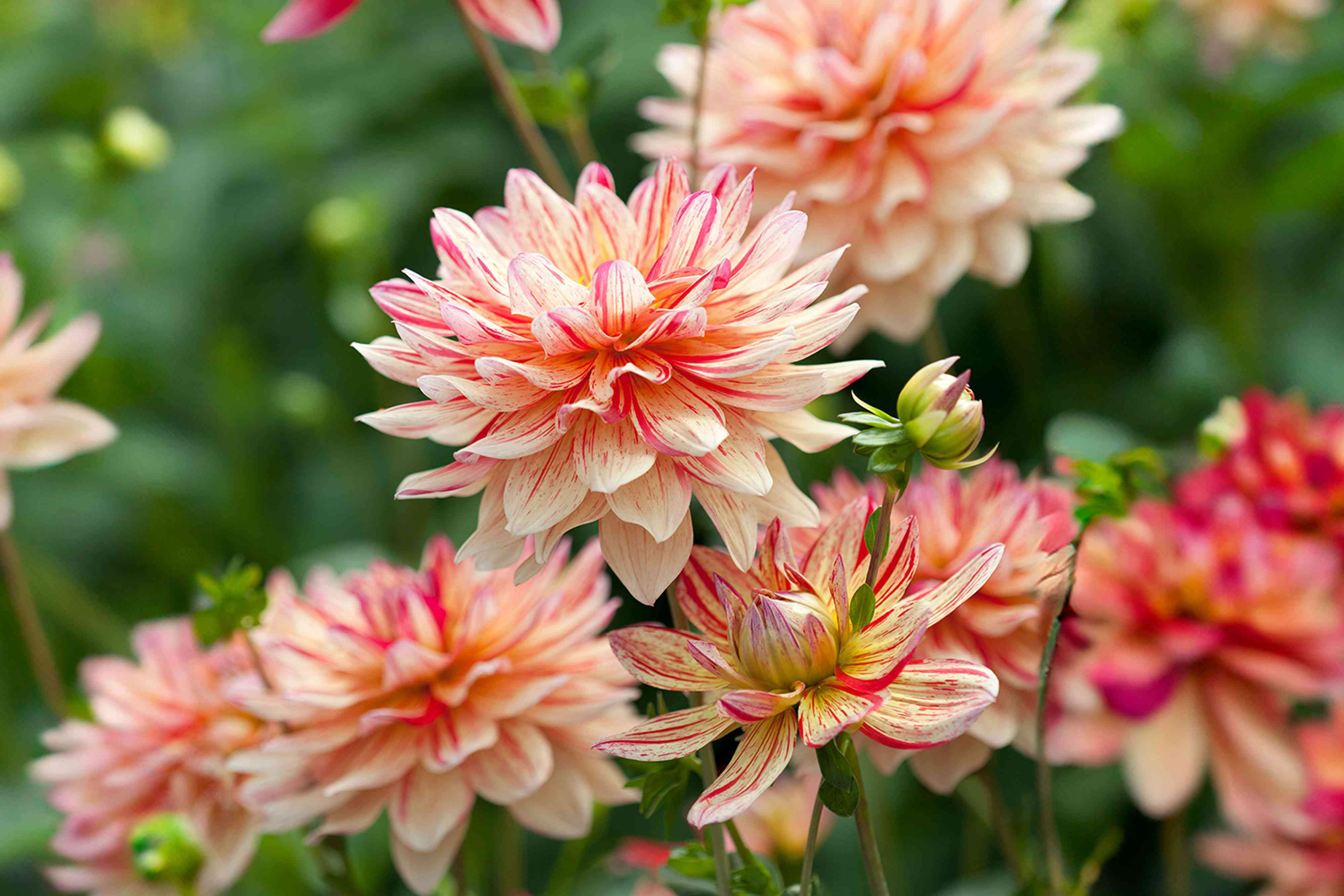 How to Plant Dahlia Tubers for Their Colorful Summer Flowers