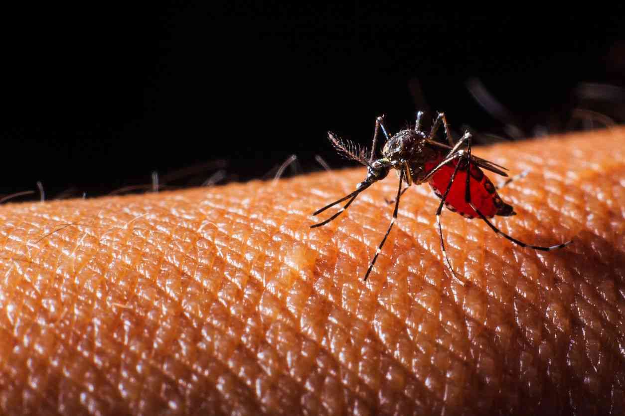 waspada ancaman virus dengue di musim pancaroba