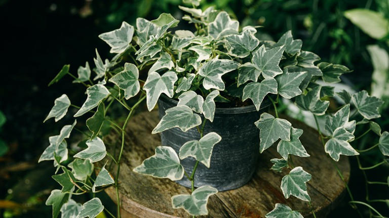 English ivy (Hedera helix)