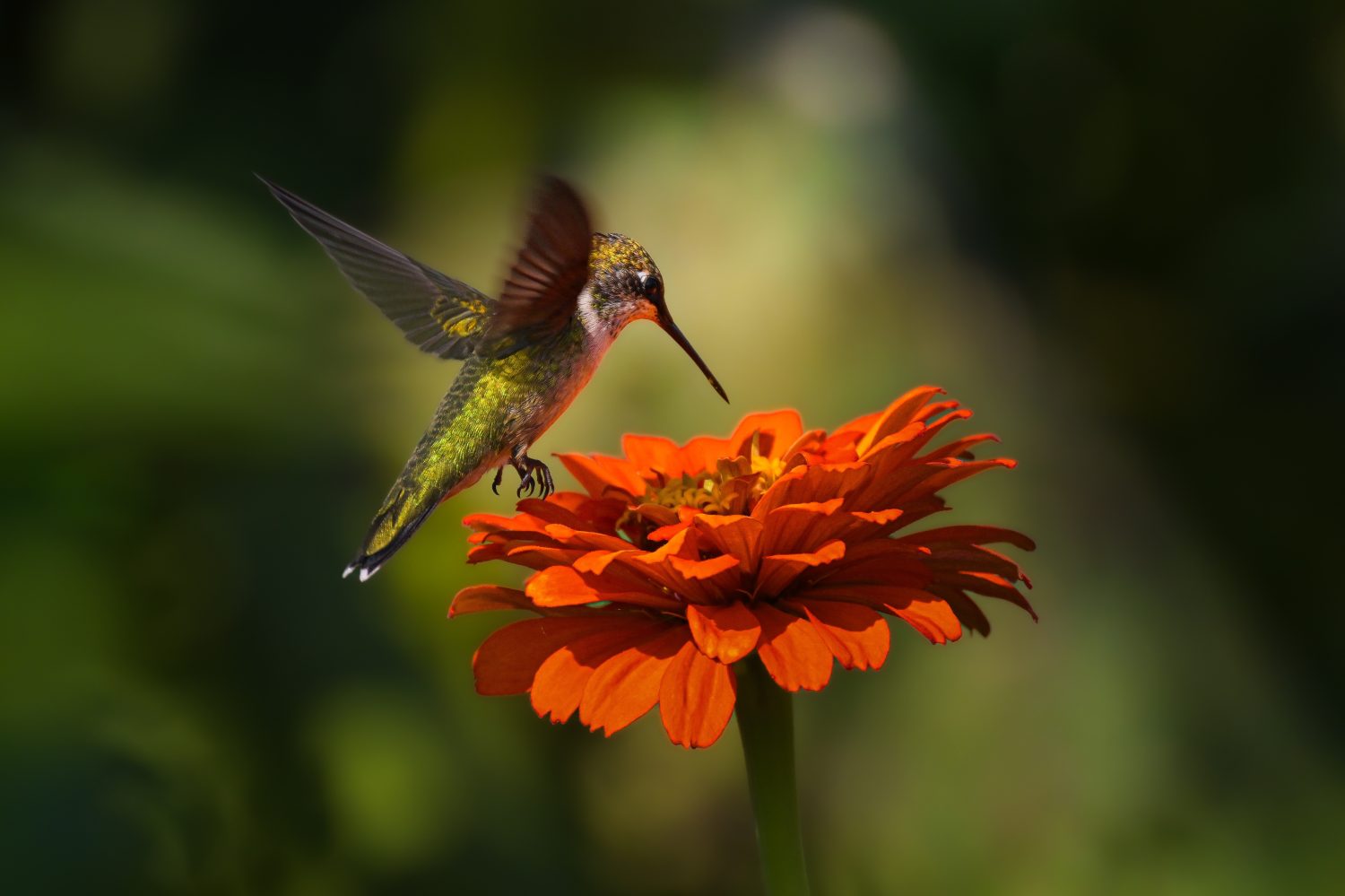 Discover When Hummingbirds Are Set to Emerge in North Carolina