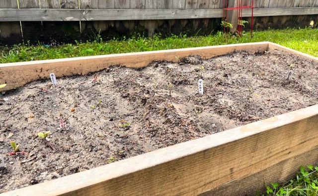 new gardener shares worrisome photos of newly constructed raised garden bed: ‘debating on if i should start over’