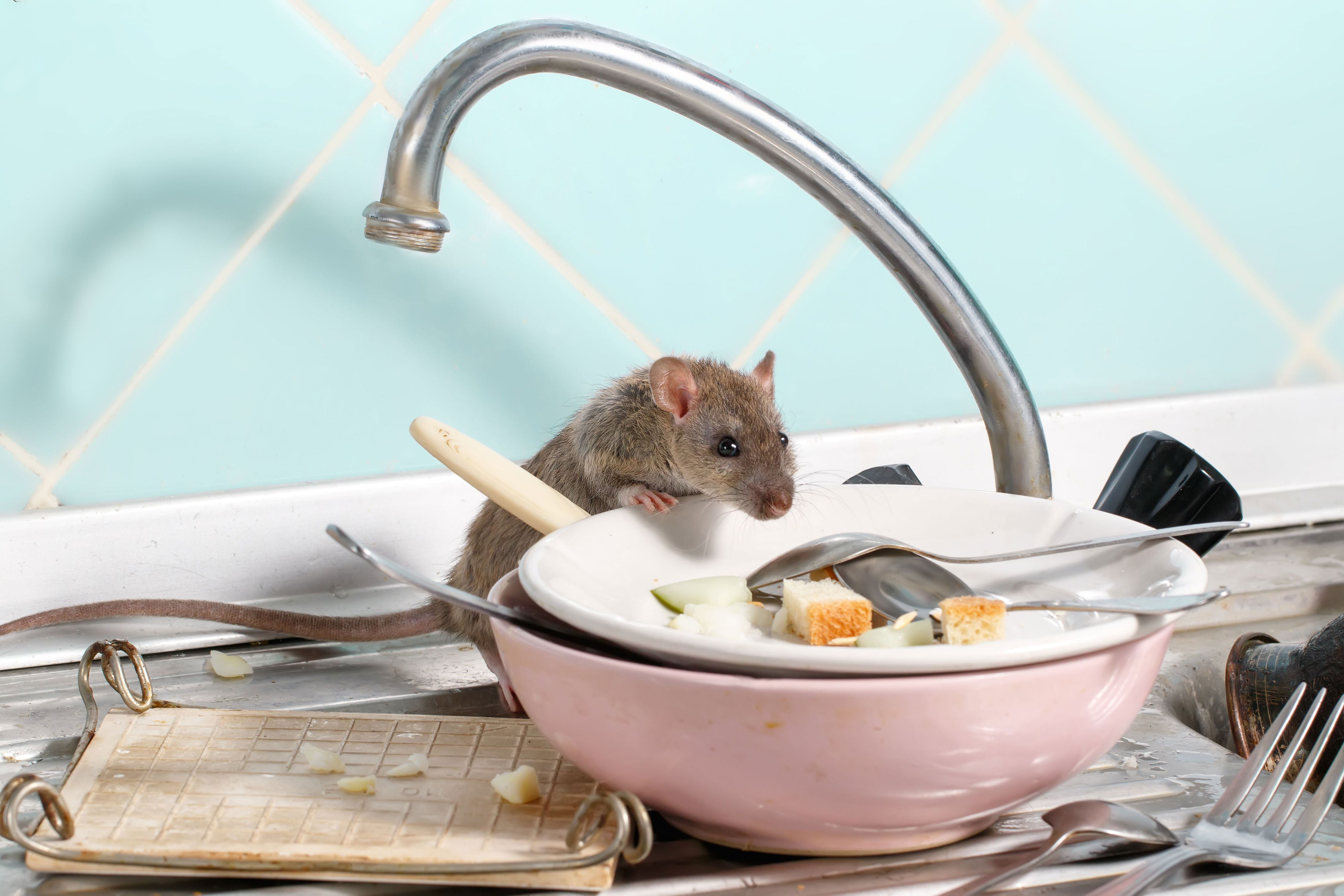 el efectivo liquido que ahuyenta a los ratones de forma natural