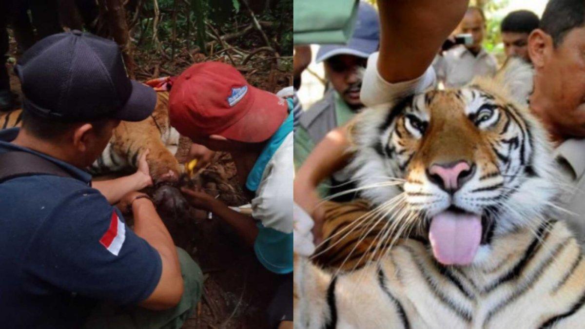 alasan kenapa warga lampung disarankan pakai topi terbalik disaat harimau sumatera berkeliaran