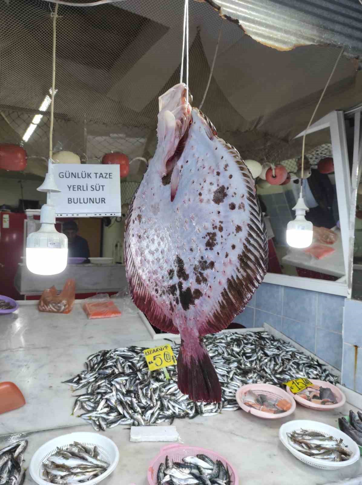 balıkçı ağına takılan 7 kg ağırlığındaki kalkan balığı 7 bin tl’den anında alıcı bulundu