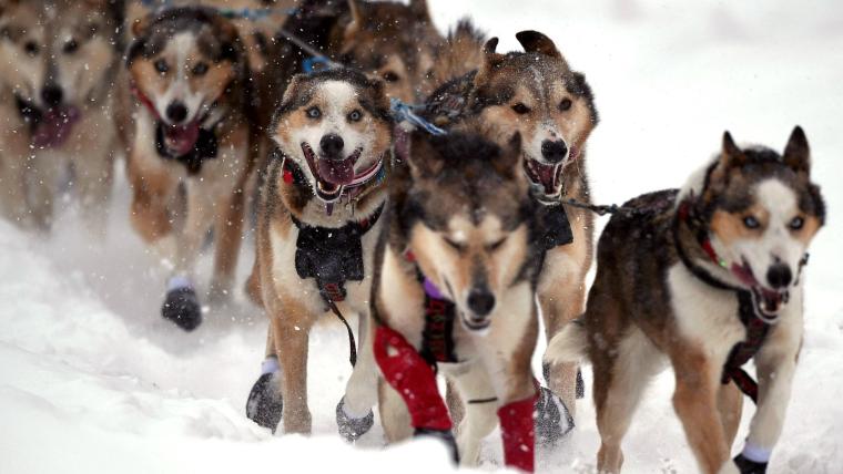 Iditarod Mushers Map Distance And More Everything To Know About The   BB1j9F1A.img