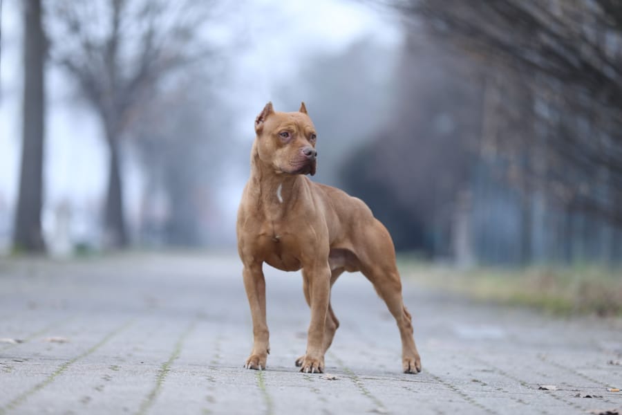 najsilniejsze rasy psów na świecie: 8 ras psów, które imponują swoją mocą
