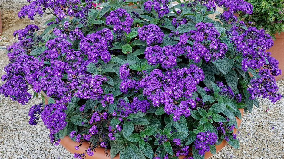 nejkrásnější letní rostlina: má levandulové květy, voní po vanilce a můžete ji pěstovat i na balkoně