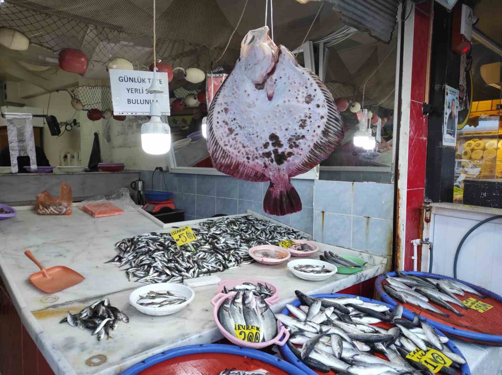 balıkçı ağına takılan 7 kg ağırlığındaki kalkan balığı 7 bin tl’den anında alıcı bulundu
