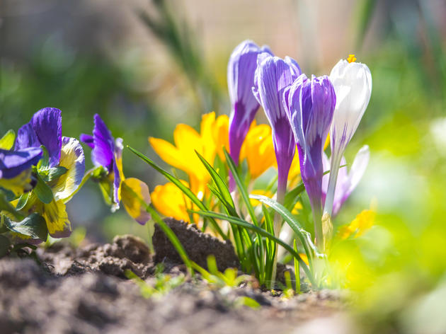 Gartenmonat März Welche Blumen Sie pflanzen können und welche Aussaat