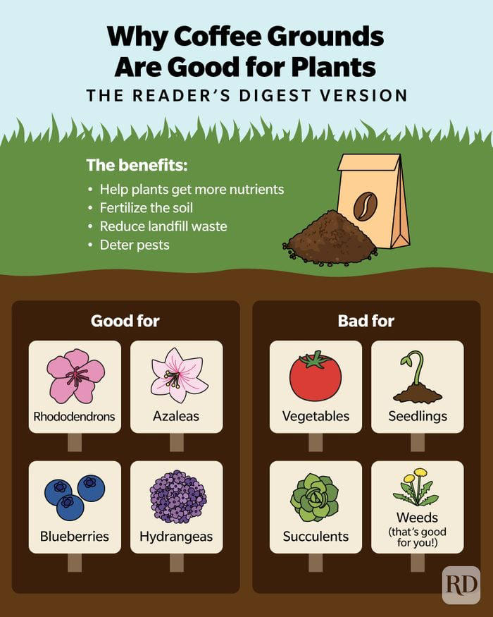 How to Use Coffee Grounds to Make Your Plants Thrive