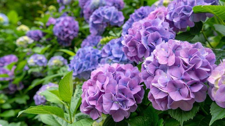 How to prune hydrangeas – simple steps for keeping your favourite ...