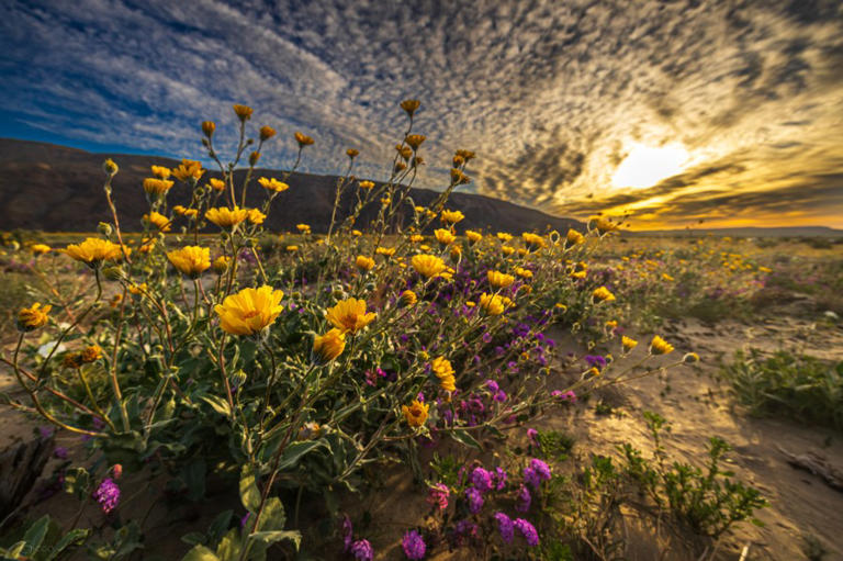 Wildflower map: Pro tips to finding blooms at Anza-Borrego Desert State ...