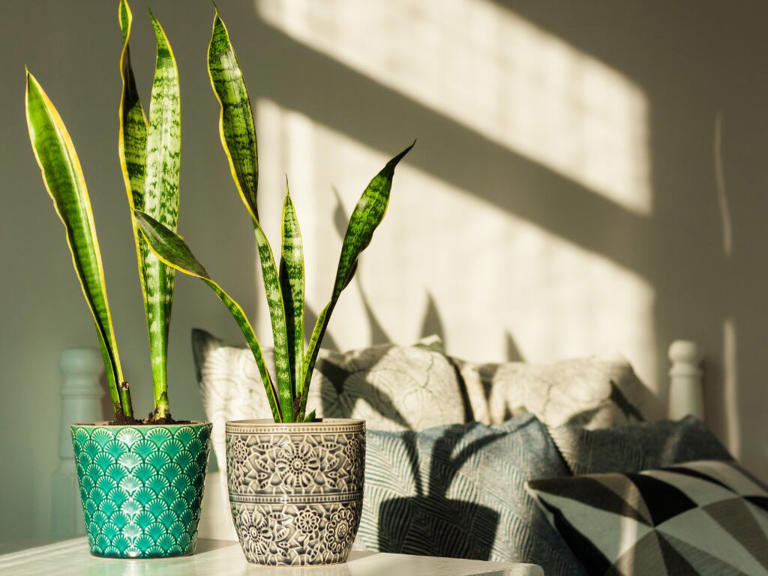 Planta 'Lengua de suegra en la habitación' (Foto vía Getty Images)