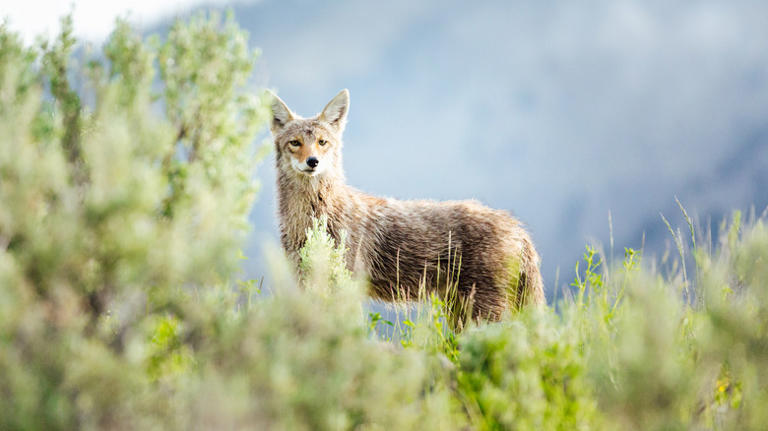 5 Creatures To Beware Of When Adventuring In The Rocky Mountains