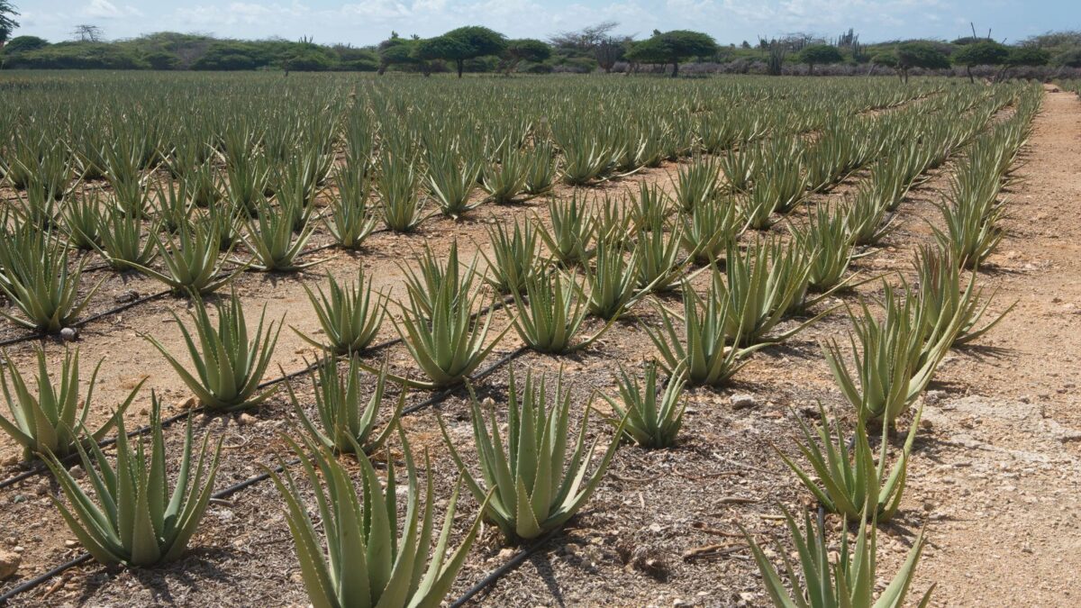 <p>For an insight into Aruba’s rich aloe heritage, a visit to the Aruba Aloe Factory is recommended on your shore day.</p><p>Home to the world’s oldest aloe company, they offer free guided tours of their museum and factory, where you can view the aloe processing and learn about the plant’s uses. Or you can choose to tour the museum on your own.</p><p>And don’t forget to stop by the gift shop, where you can buy high-quality aloe products as a unique souvenir from Aruba. They sell sunscreen, face products, and more.</p><p>Aruba Aloe is committed to sustainable practices, making it a memorable addition to any Aruba cruise itinerary.</p><p>Factory tours are only 15 minutes so you still have plenty of time to see other things on the island after.</p>